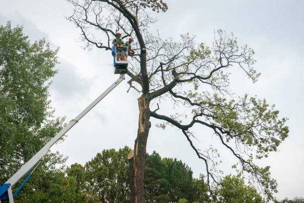 Best Storm Damage Tree Cleanup  in Fulda, MN